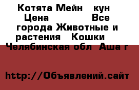 Котята Мейн - кун › Цена ­ 19 000 - Все города Животные и растения » Кошки   . Челябинская обл.,Аша г.